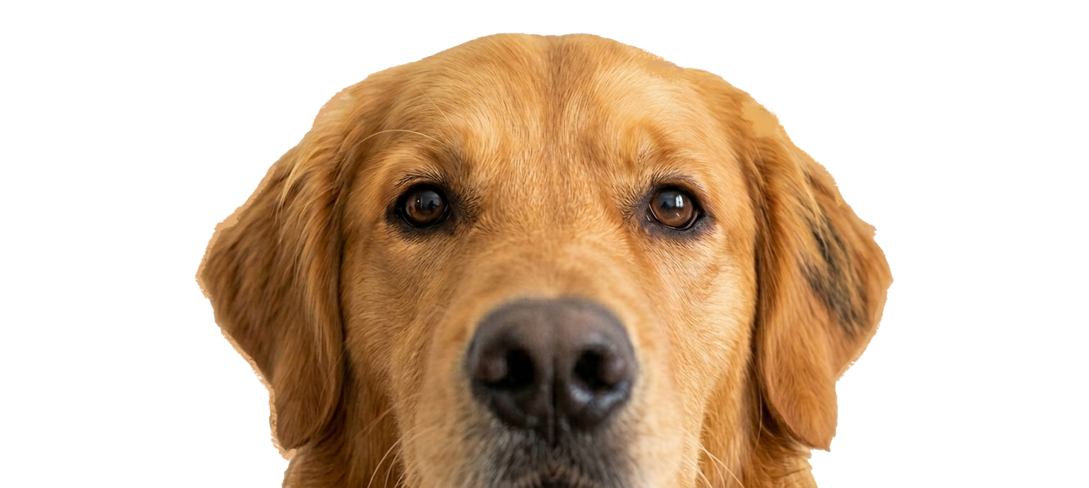 Happy Golden Retriever