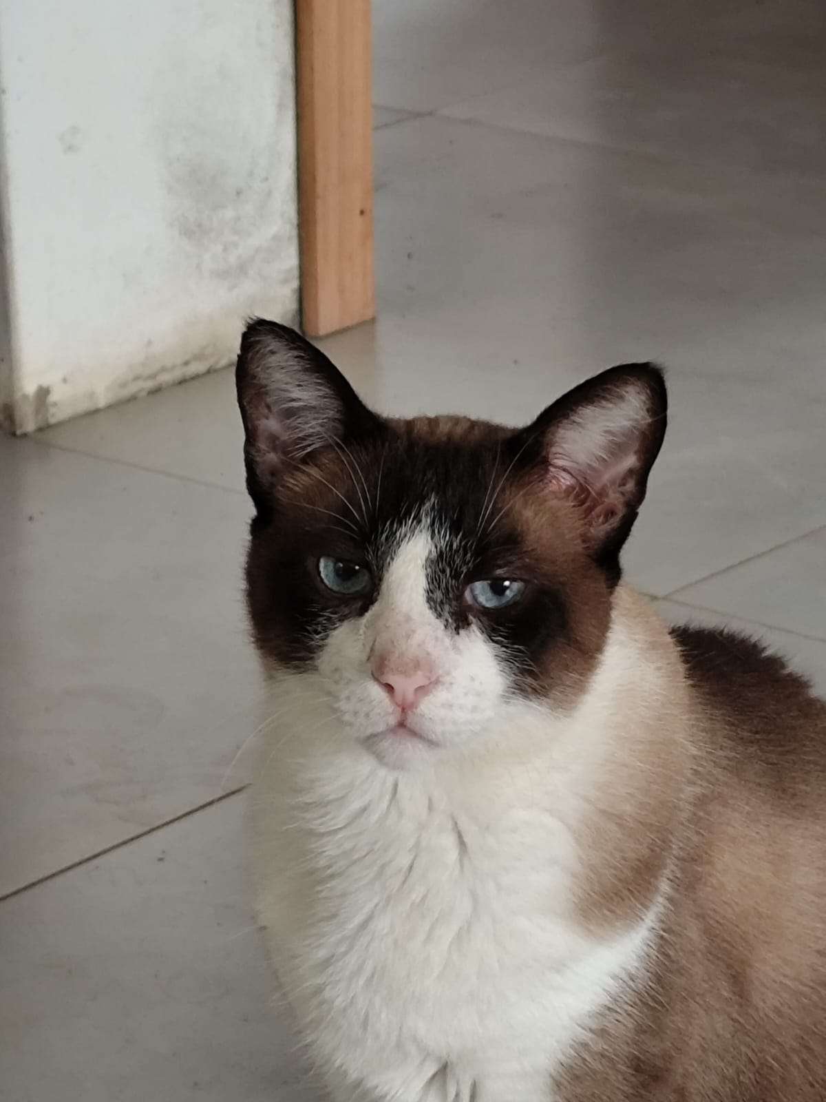 Frederico o Gato Profile Picture