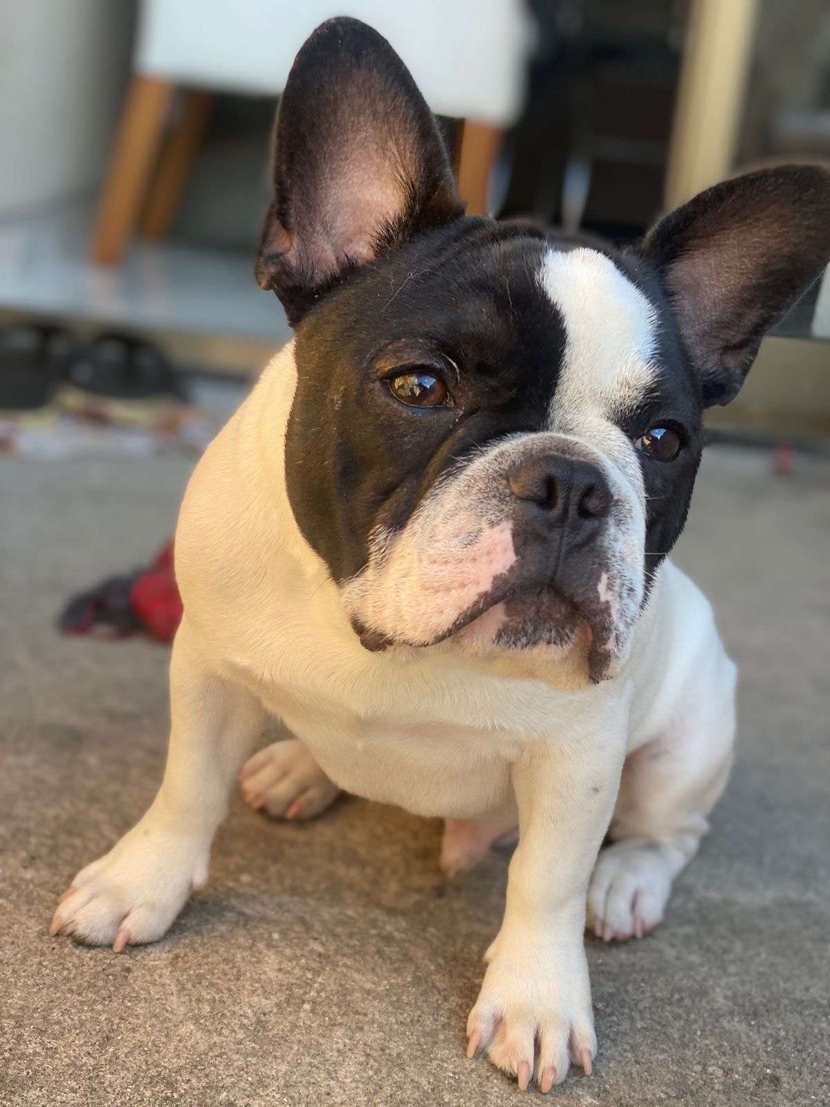 Alfredo Victor Profile Picture