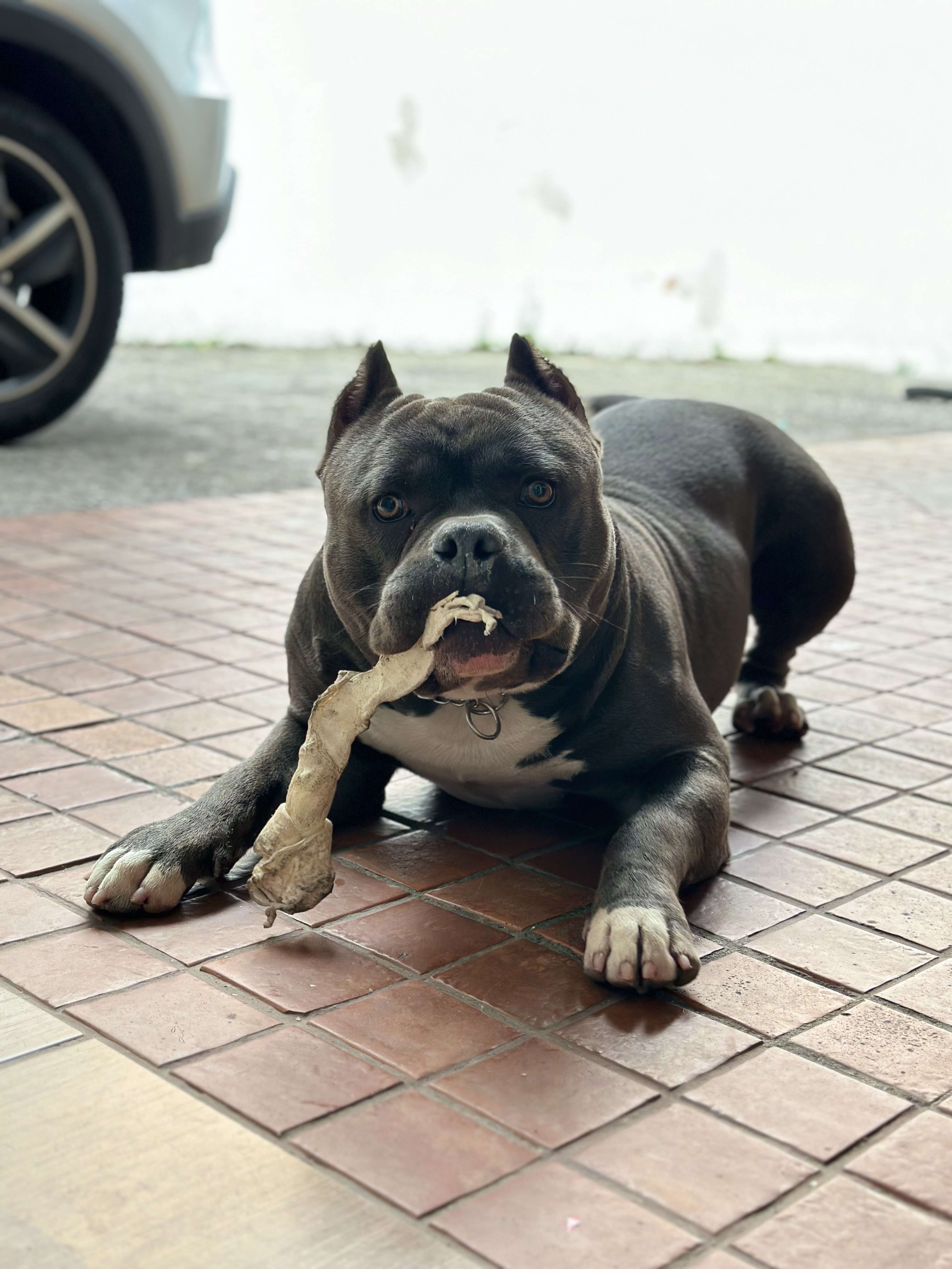 Apollo Shelby Profile Picture